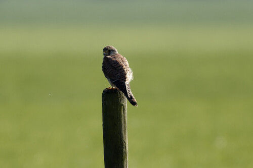 Eurasian Kestrel