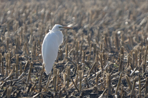 Great Egret