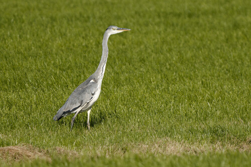 Grey Heron