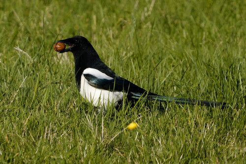 Eurasian Magpie