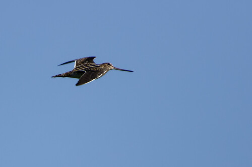 Common Snipe