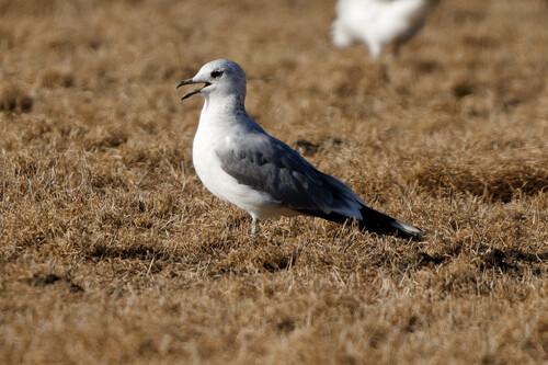 Common Gull