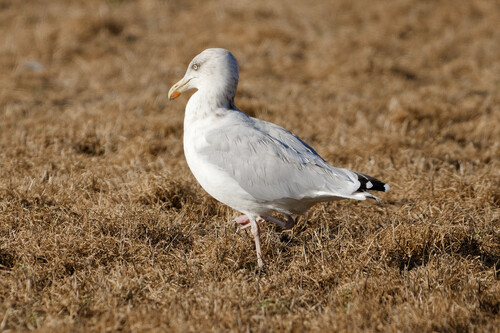 European Herring Gull
