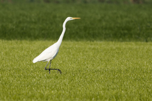Great Egret