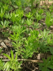 Galium odoratum