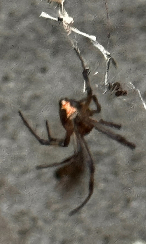 Western Black Widow