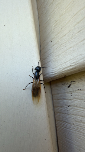 Eastern Black Carpenter Ant