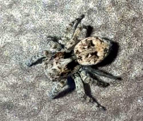 Asiatic Wall Jumping Spider