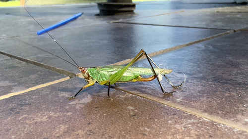 Black-legged Meadow Katydid