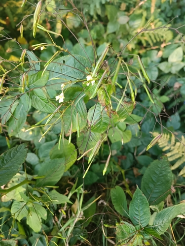 small balsam