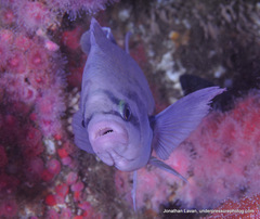 Chromis punctipinnis