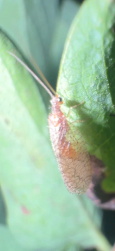 Micromus posticus