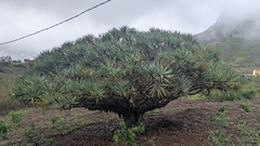 Dracaena caboverdeana, photograph Tony KM, CC BY, iNaturalist via GBIF