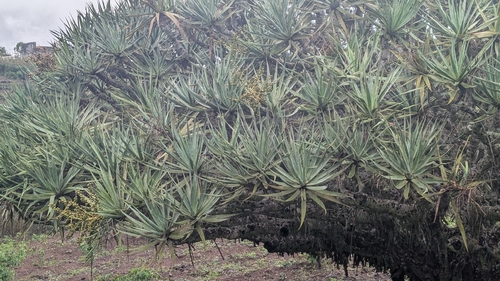 Dracaena caboverdeana, photograph 6