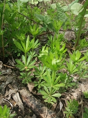 Galium odoratum