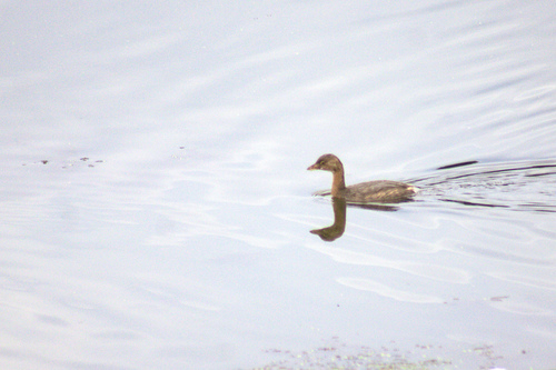 Pied-billed Grebe