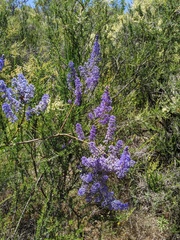 Ceanothus cyaneus