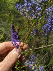 Ceanothus cyaneus