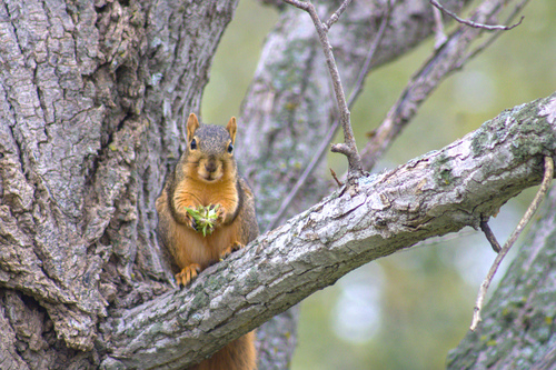 Eastern Fox Squirrel