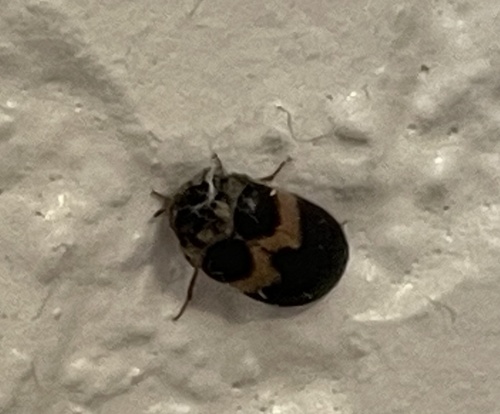 Attagenus fasciatus, 2026-09-29