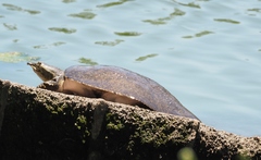 Apalone spinifera aspera