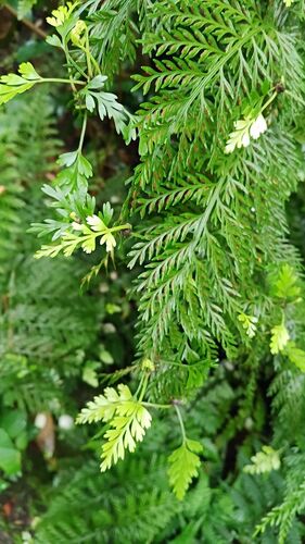 Asplenium dimorphum observed 2026-09-30