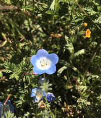 Nemophila menziesii menziesii