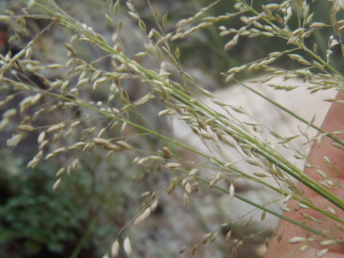 Muhlenbergia tricholepis, 2026-09-27