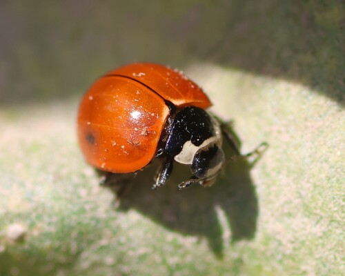 Nine-spotted Lady Beetle