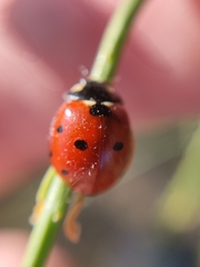 Coccinella septempunctata