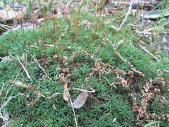 Polytrichastrum ohioense