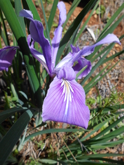 Iris tenax