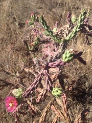 Cylindropuntia imbricata