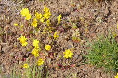 Crocidium multicaule