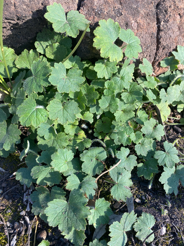 Stinking Pennywort