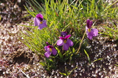 Viola trinervata
