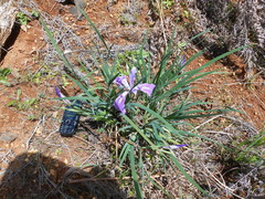 Iris tenax