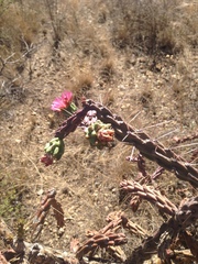 Cylindropuntia imbricata