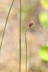 Fuirena scirpoidea