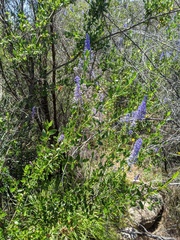 Ceanothus cyaneus