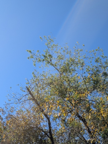 Clark's Nutcracker