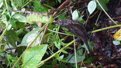 Sceloporus formosus