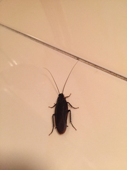 Periplaneta japonica