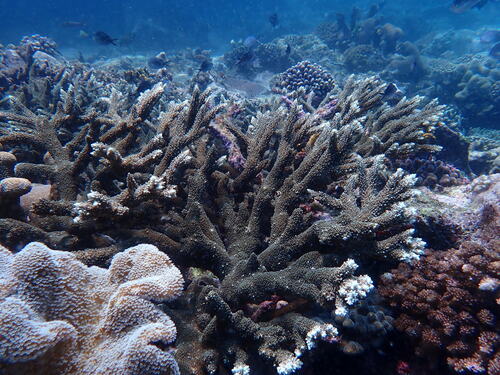 Acropora abrotanoides observed 2026-09-23
