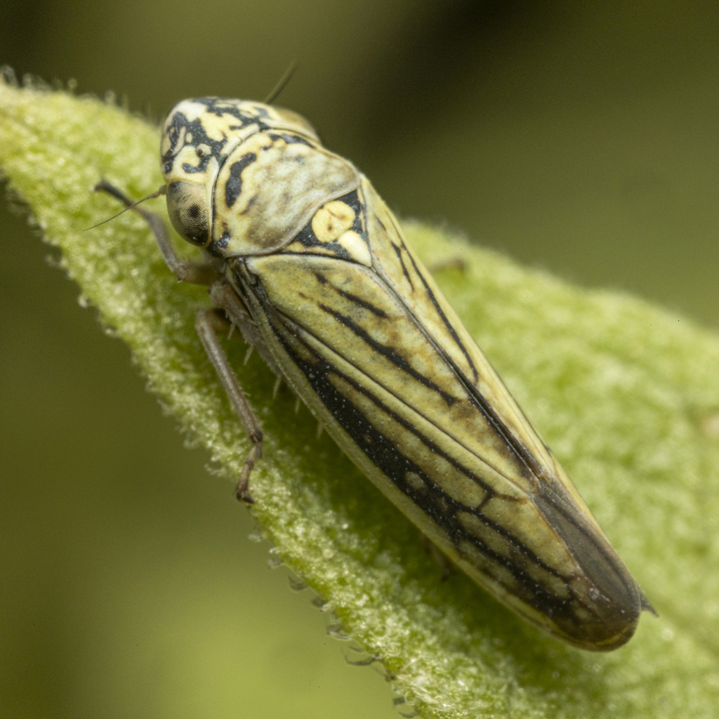 Graphocephala minuenda