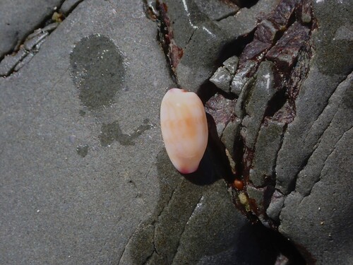 Cypraea minoridens observed 2026-09-29