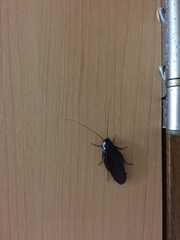 Periplaneta japonica