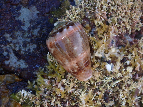 Conus coronatus observed 2026-09-29