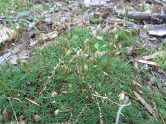 Polytrichastrum ohioense