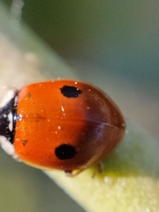Adalia bipunctata